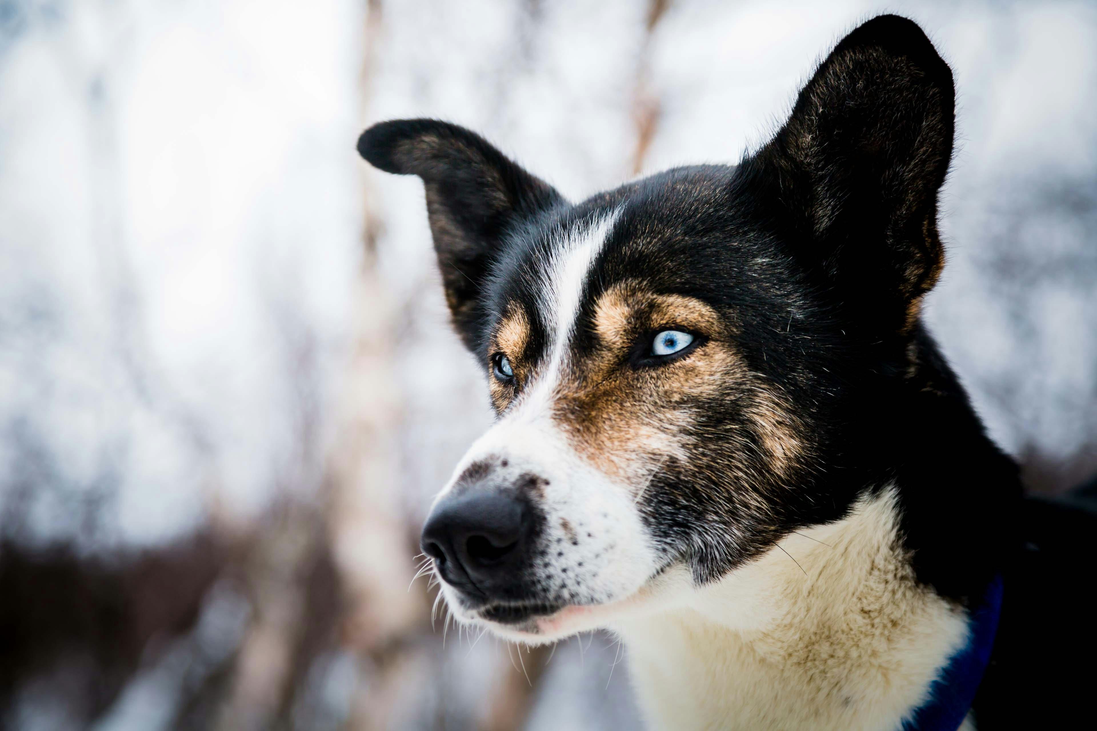 short-coated black and beige dog